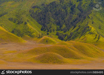 Yellow field with mountains. Bromo Savanna Green Hill in the national park on travel trip and holidays vacation concept, East Java, Indonesia. Nature landscape background