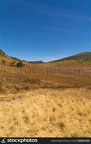 Yellow field with mountains. Bromo Savanna Green Hill in the national park on travel trip and holidays vacation concept, East Java, Indonesia. Nature landscape background