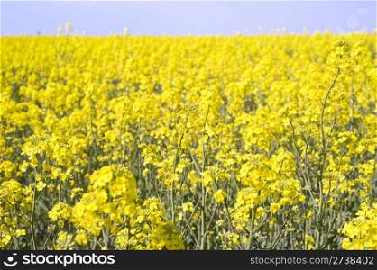 Yellow field with rape and bee in the spring
