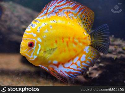 Yellow fish in the deep sea aquarium.
