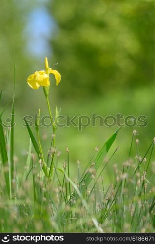 yellow flag blooming in forest