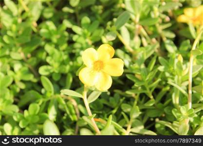 Yellow Flower at sun light