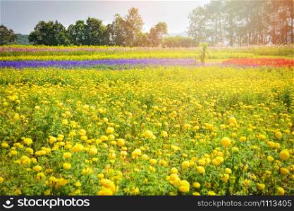 Yellow flower blossom spring summer colorful garden / beautiful marigold flower field