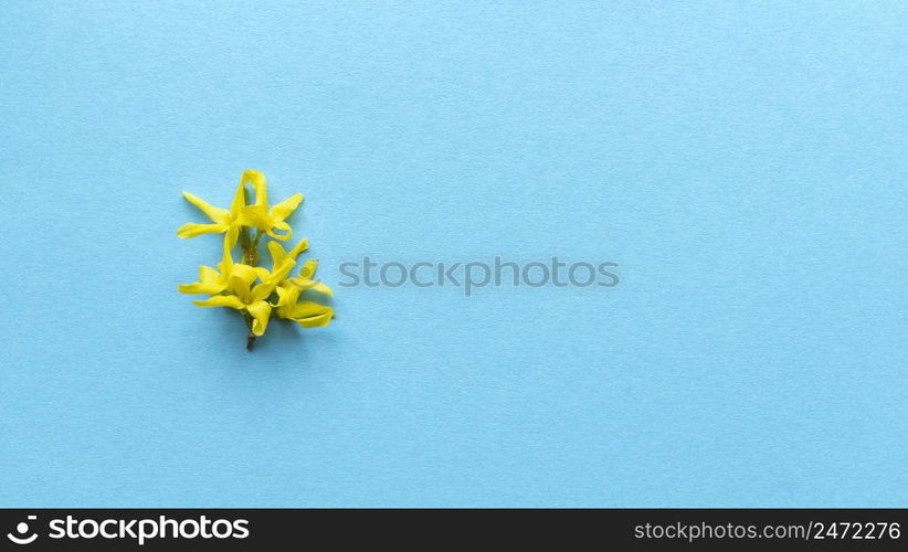 Yellow flower blue background. Simple flat lay with pastel texture. Fashion eco concept. Stock photography.. Yellow flower blue background. Simple flat lay with pastel texture. Fashion eco concept. Stock photo.