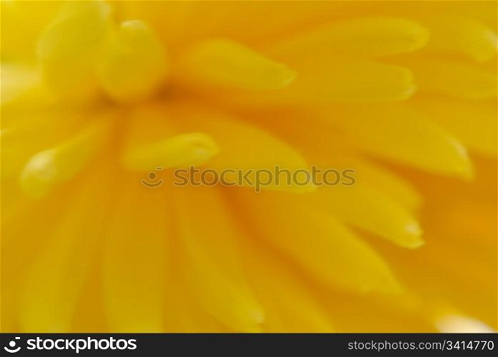 yellow flower chrysanthemum. macro