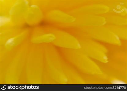 yellow flower chrysanthemum. macro