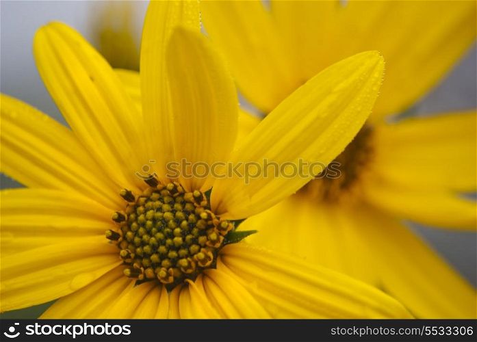 Yellow flower close up with water drops