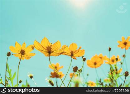 yellow flower cosmos bloom with sunshine and blue sky background