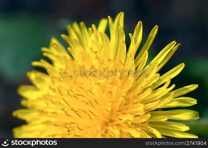 Yellow flower (dandelion, macro)