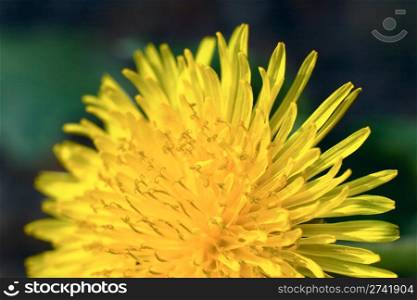 Yellow flower (dandelion, macro)