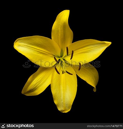 yellow flower daylily Hemerocallis &rsquo;Hyperion&rsquo; isolated on black background