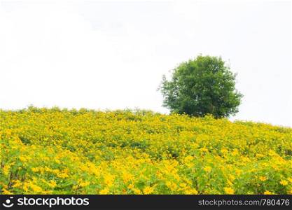 Yellow flower field and big tree. field in summer season on mountain.