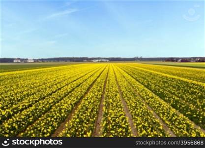 Yellow flower field blossoming in the Netherlands