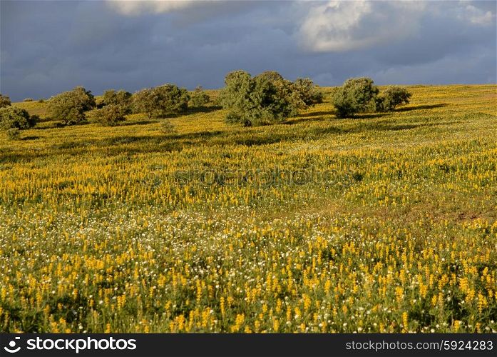 yellow flower field in alentejo, south of portugal