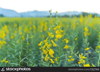 yellow flower field in Thailand mountain