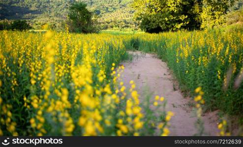 Yellow flower fields with sandy roads