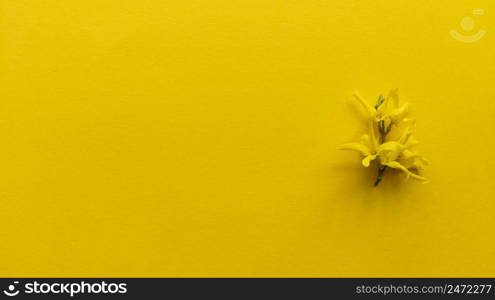 Yellow flower forsythia maluch on yellow background. Monochrome simple flat lay with pastel texture. Fashion eco concept. Stock photography.. Yellow flower forsythia maluch on yellow background. Monochrome simple flat lay with pastel texture. Fashion eco concept. Stock photo.