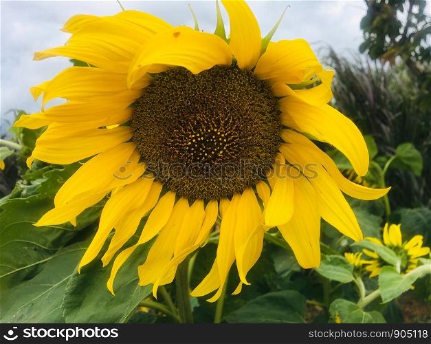 yellow flower Growth flower head petal beauty in Nature inflorescence Plant Sunflower