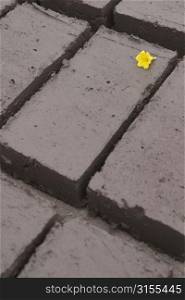 Yellow flower head on cement bricks