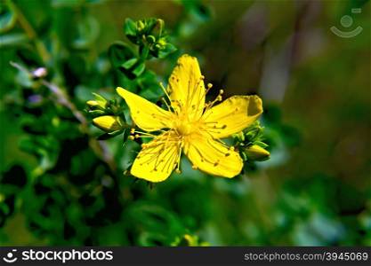 Yellow flower hypericum on a background of green grass and leaves