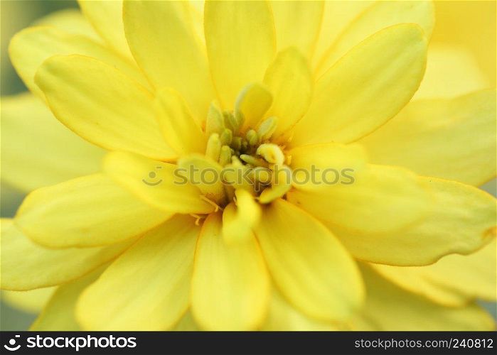 Yellow flower in close up