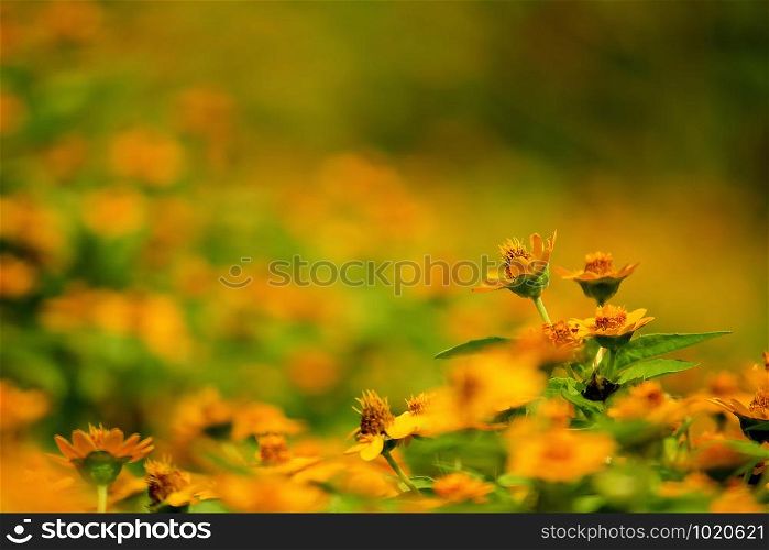 Yellow flower in garden