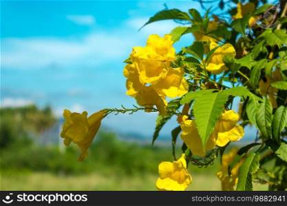 Yellow flower in garden and sunlight with blue sky background.