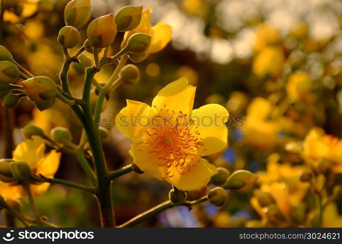 Yellow flower in springtime, buttercup tree blossom bright in golden at flower market, Da Lat city, Vietnam in spring, close up of bud and petals in sunset