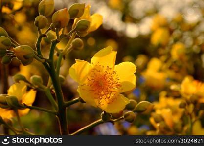 Yellow flower in springtime, buttercup tree blossom bright in golden at flower market, Da Lat city, Vietnam in spring, close up of bud and petals in sunset