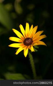 Yellow flower in the garden