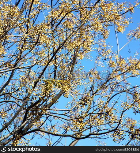 yellow flower in the tree plant morocco africa