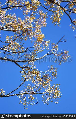 yellow flower in the tree plant morocco africa