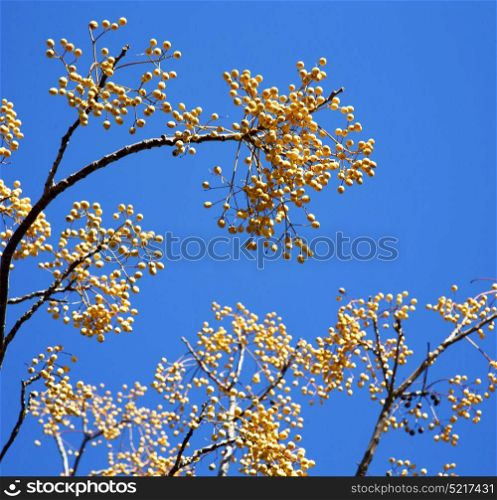 yellow flower in the tree plant morocco africa