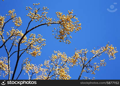 yellow flower in the tree plant morocco africa