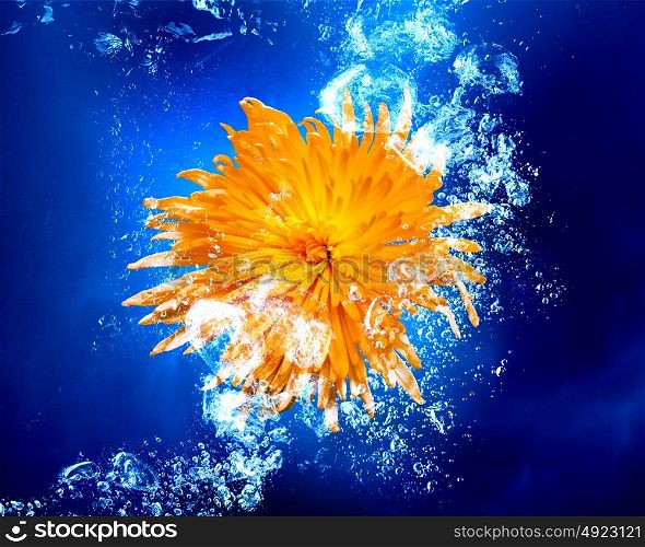 Yellow flower in water. Yellow flower sink in clear blue water