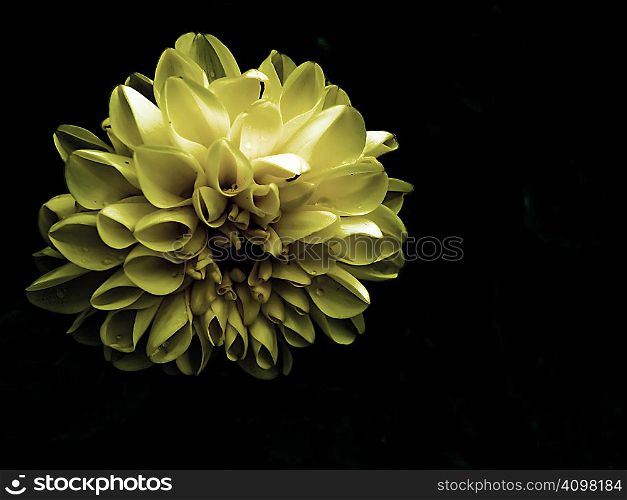 Yellow flower isolated on black.