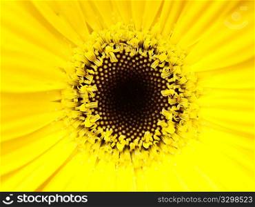 Yellow flower macro