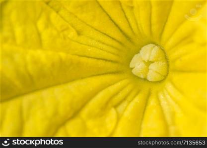 Yellow flower macro