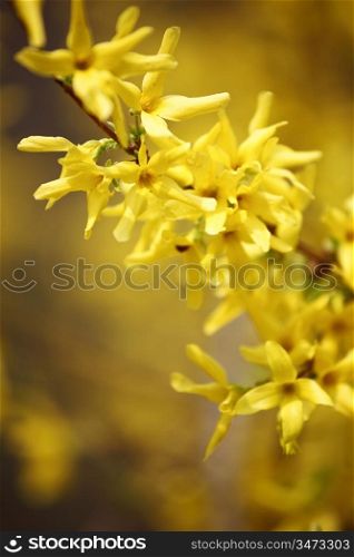 yellow flower macro close up