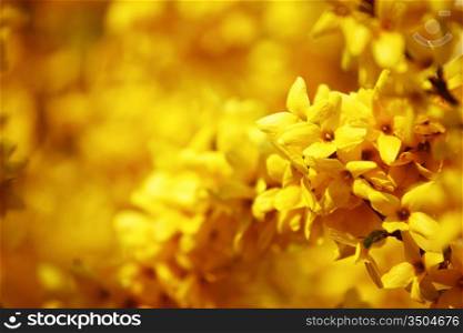 yellow flower macro close up