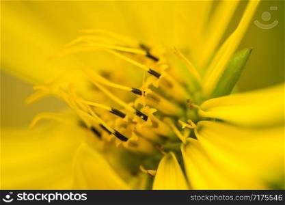 yellow flower of a compass plant