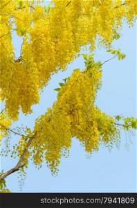 Yellow flower of Cassia fistula or golden shower tree in blue sky, national tree of Thailand