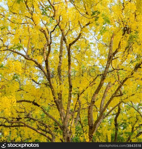 Yellow flower of Cassia fistula or golden shower tree in full bloom, national tree of Thailand