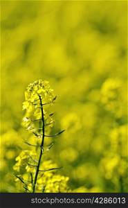 Yellow flower of colza on a background of yellow rapeseed field