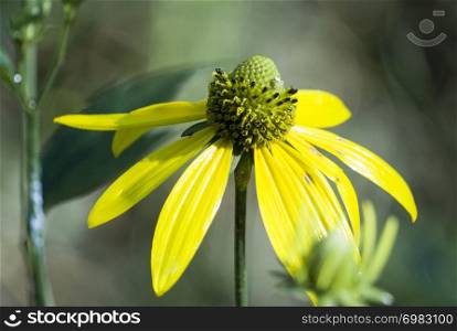 yellow flower of cutleaf coneflower