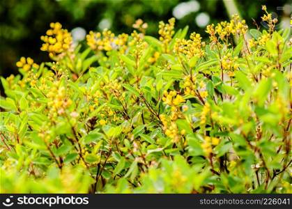 Yellow flower of Golden Thryallis, Gold Shower, Shower of Gold, Rain of Gold, Galphimia glauca, or Thryallis glauca