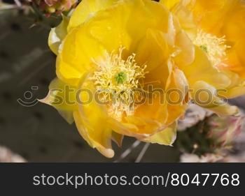 Yellow flower of prickly pear cactus in elegant close up. Location is Saguaro National Park, East division, along Cactus Forest Drive.