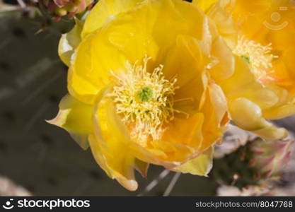 Yellow flower of prickly pear cactus in elegant close up. Location is Saguaro National Park, East division, along Cactus Forest Drive.