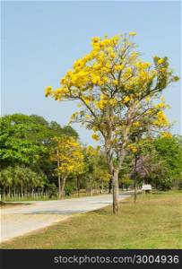 Yellow flower of Tabebuia Argentea tree