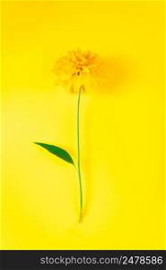 Yellow flower on a bright background. Summer concept. Trendy minimalism, space for text.. Yellow flower on bright background. Summer concept. Trendy minimalism, space for text.